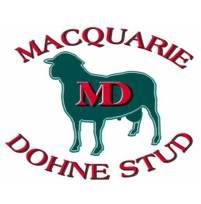 Macquarie Dohne Stud 20th Annual Production Sale