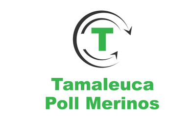 Tamaleuca Merino Ram Sale
