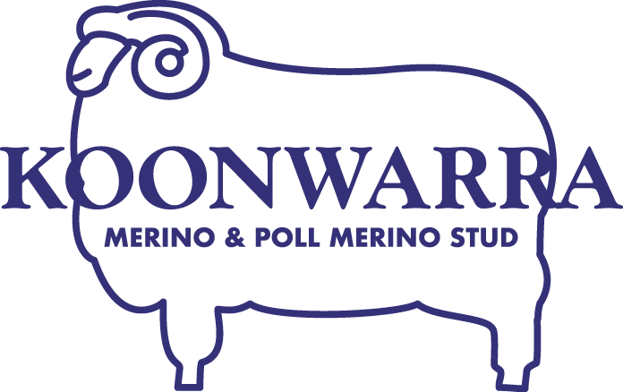 Koonwarra Merino & Poll Merino Ram sale