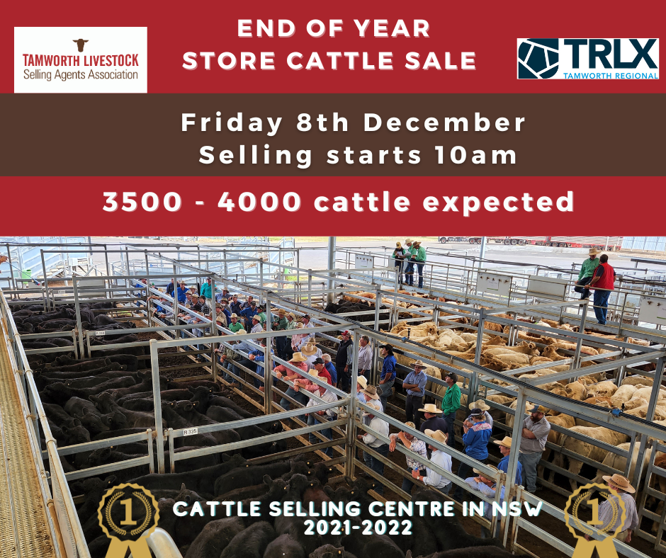End of year store cattle sale - Tamworth