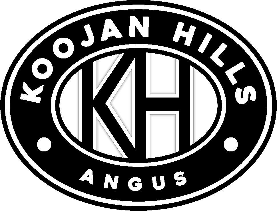 Koojan Hills Angus On-property Bull Sale