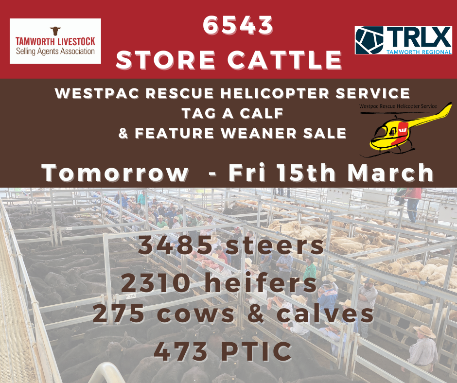 Westpac Rescue Helicopter Service Tag A Calf and Feature Weaner Sale - Tamworth