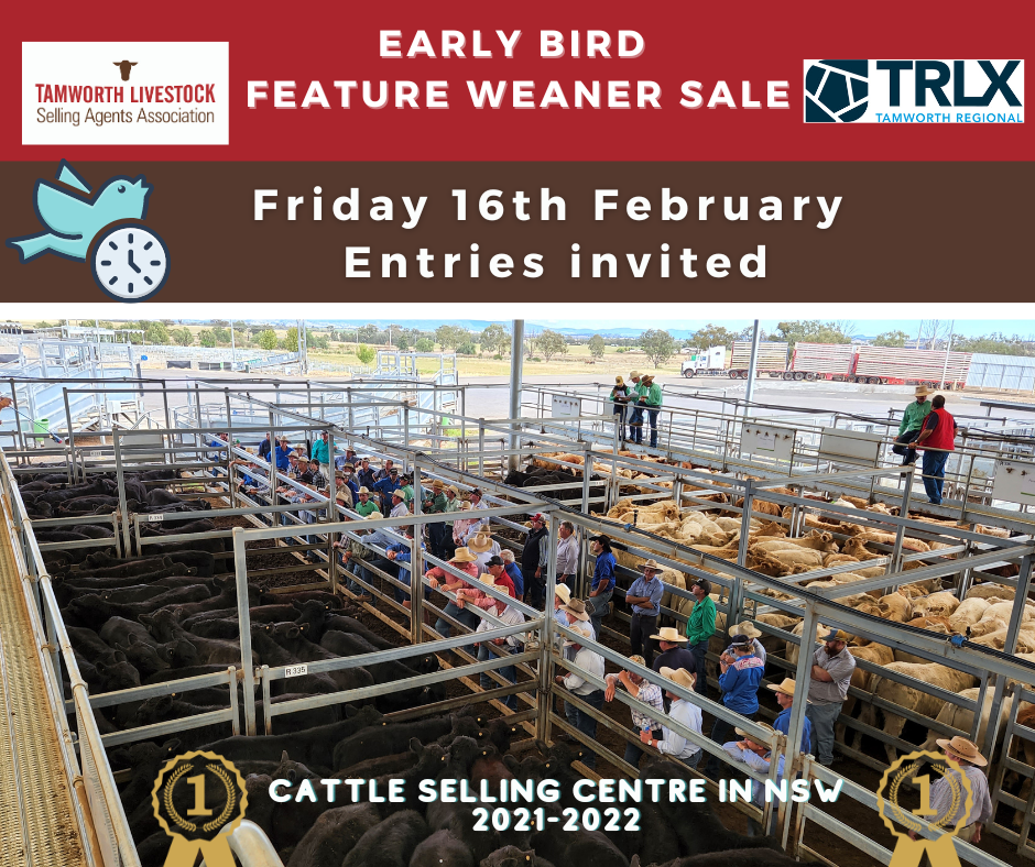 Early Bird Feature Weaner Sale Tamworth