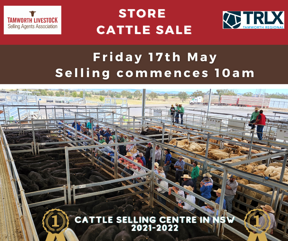Store cattle sale – Tamworth