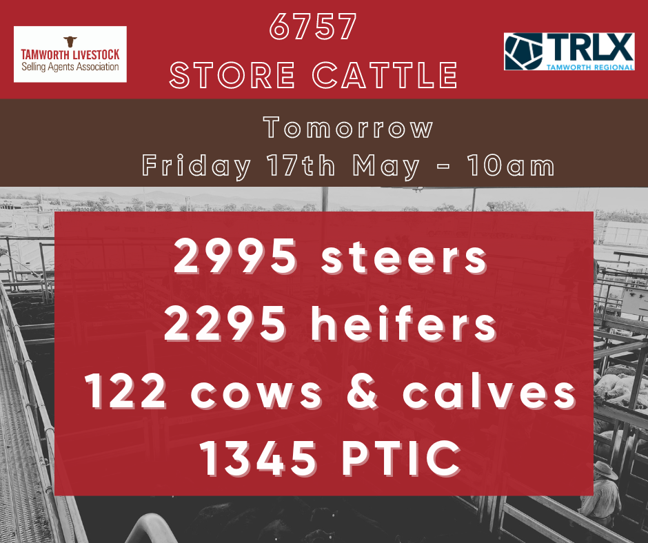 Store cattle sale - Tamworth