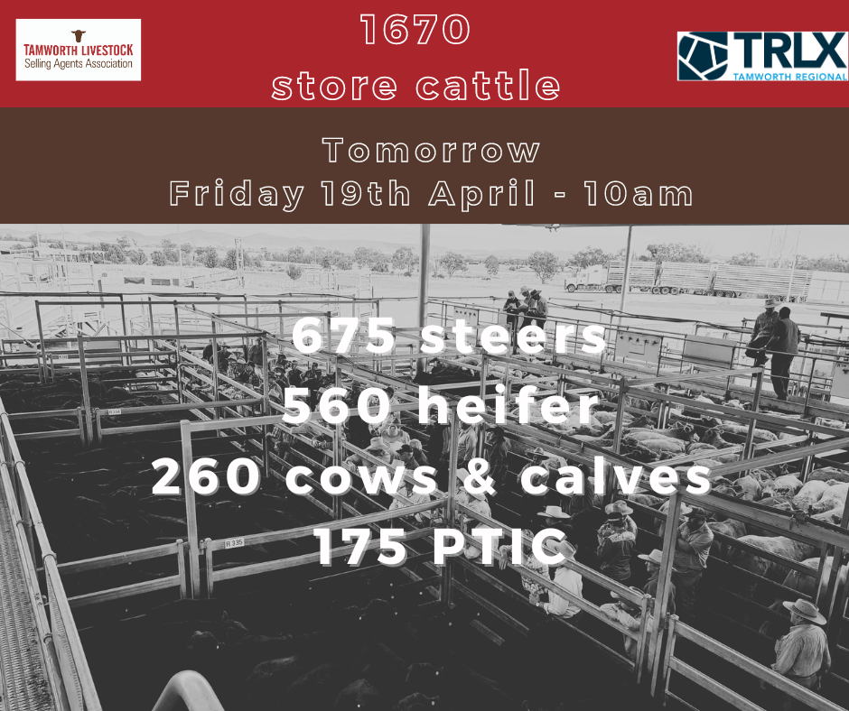 Store cattle sale - Tamworth