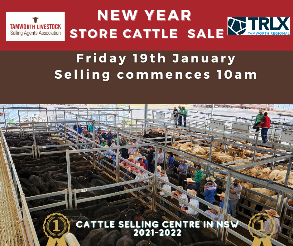 New Year store cattle sale