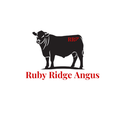 Ruby Ridge Angus Female Sale