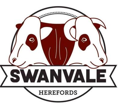 Swanvale Hereford Female Reduction Sale