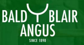 Bald Blair Angus Bull Sale