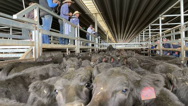 Cattle market upside tipped for later in the year