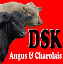 DSK Angus Bull Sale