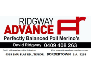 Ridgway Advance Poll Merino Ram Sale