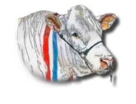 Minnievale Charolais Bull Sale
