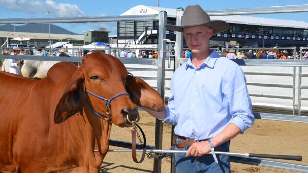 ‘Young fella having a crack’: Riley Gibbs, 16, takes Brahmans to the Beef ring