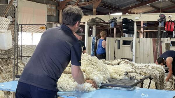 Wool market settles after softer start to auctions in Sydney