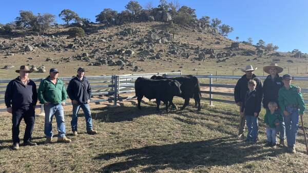 Repeat buyers purchase top priced bull at Bongongo Angus