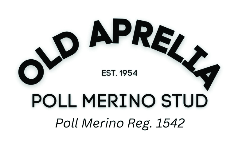 Old Aprelia Poll Merino Ram Sale