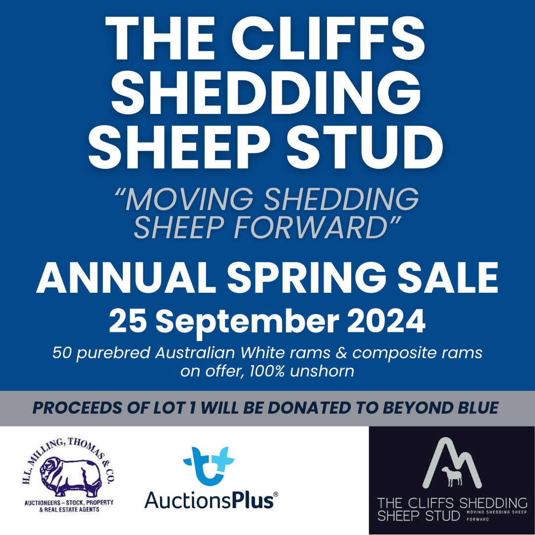 The Cliffs Shedding Sheep Stud On Farm Spring sale