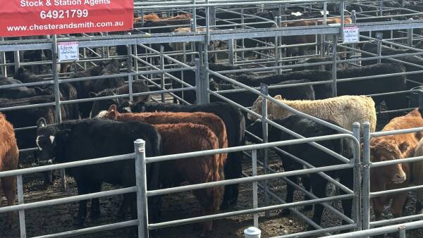 Well bred cattle strong at Bega in lighter yarding