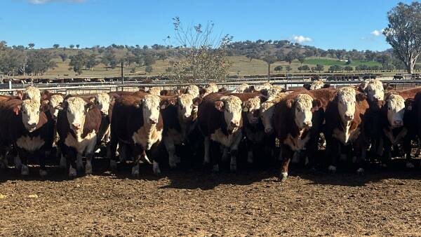 Ironbark Herefords has a name for consistency
