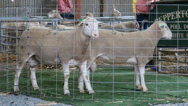 Record bid for White Suffolk at Pepperton Farms stud sale