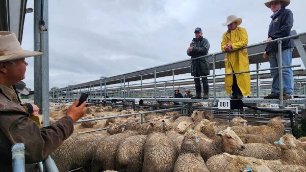 Big buyers’ quietened demand doesn’t go unnoticed in NSW lamb market