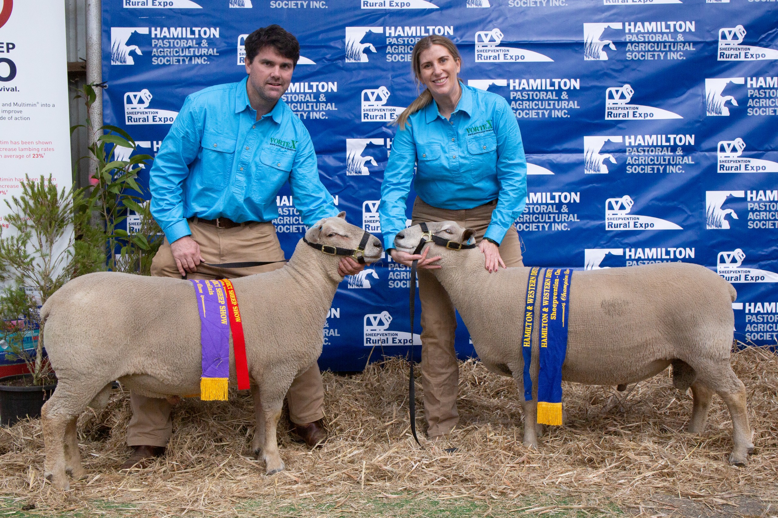 Vortex White Suffolk and Charollais Ram Sale