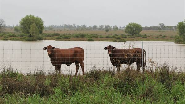 Producers question biosecurity staffing in wake of Maranoa tick outbreak