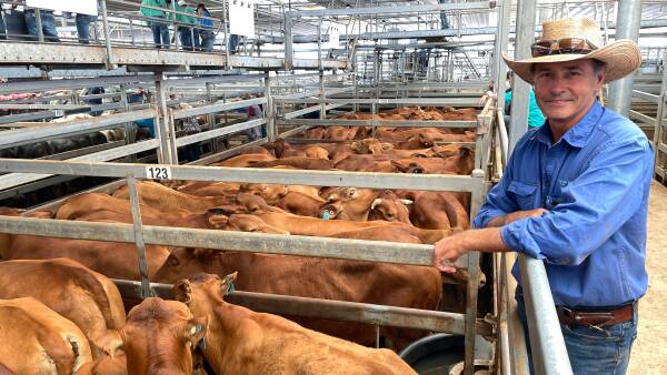 Positivity in cattle market heading towards Christmas as larger feeder supply hits