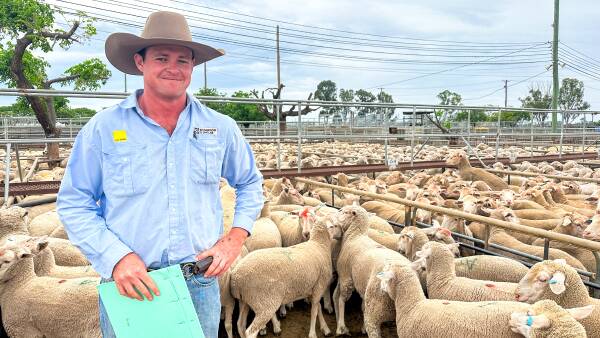 Mutton market holds relatively firm across NSW as harvest season kicks off