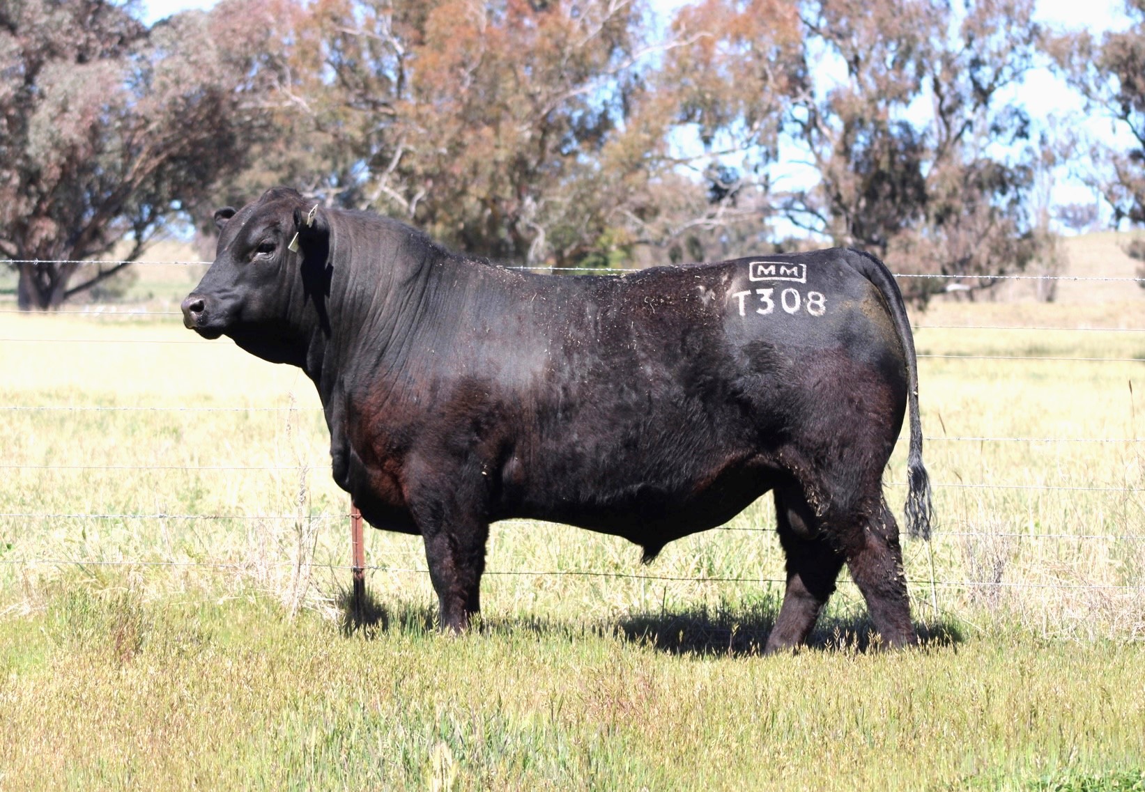 Millah Murrah Angus Bull sale