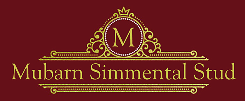 Mubarn Simmental - Supreme Bull Sale