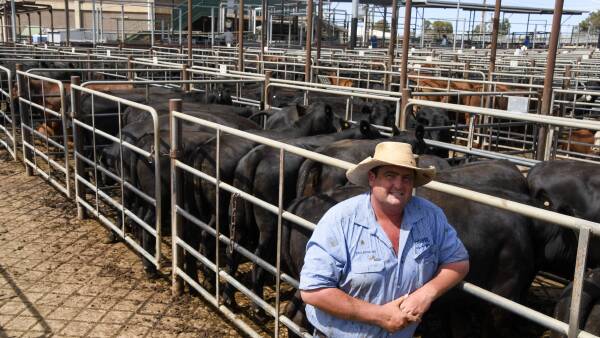 Multiple factors contribute to near-record cattle numbers yarded at Wagga