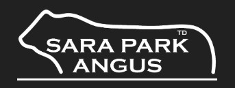 Sara Park Angus Bull Sale