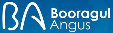 Booragul Angus Bull Sale