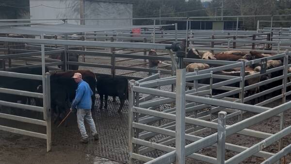 Wet paddocks at Dorrigo hinder local demand, buyers over the range step up