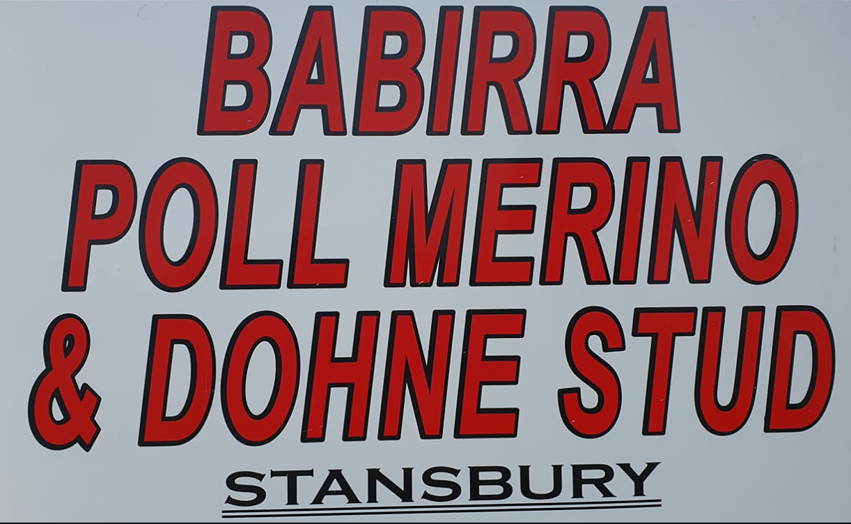 Babirra Poll Merino & Dohne Ram Sale