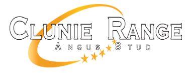 Clunie Range Angus Bull Sale