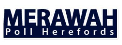 Merawah Poll Hereford Bull Sale