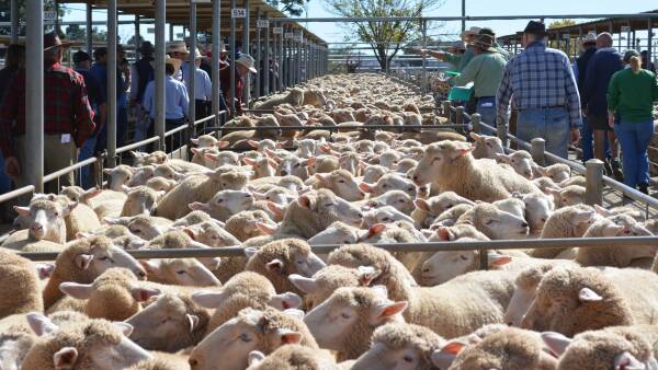 Unexpected types break national lamb record at one of Wagga’s ‘best sales ever’
