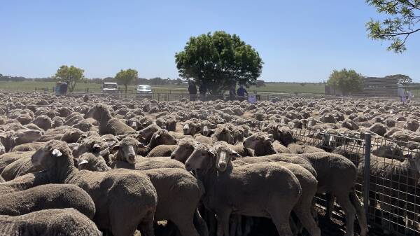 How the sheep market has performed this week after last week’s record sales