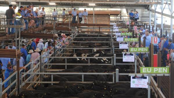 Elders-owned agency faces mass exodus of livestock agents in shock move