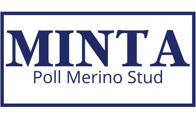 Minta Poll Merino Ram Sale