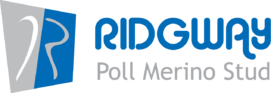 Rigway Poll Merino Stud
