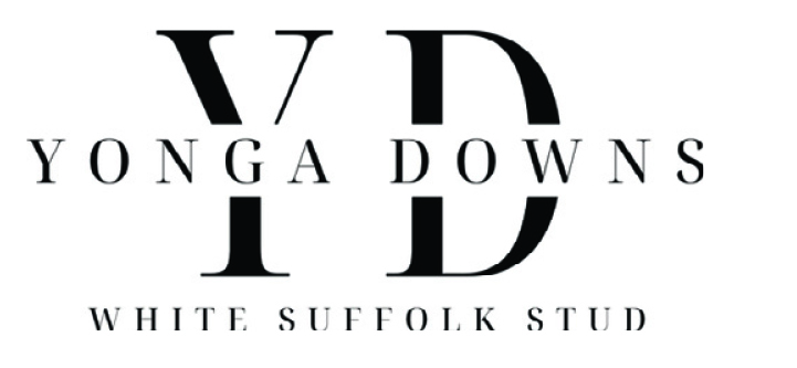 Yonga Downs White Suffolk On-property Ram Sale