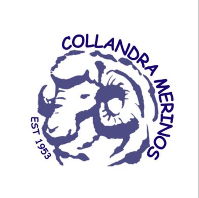 Collandra Merino Ram Sale