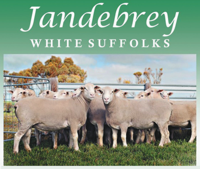 Jandebrey White Suffolk Ram Sale