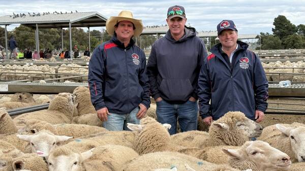 National lamb record surges higher as processors do battle in state’s south