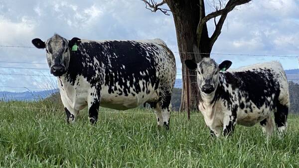 The Speckle Park is the ideal breed for the Moxey family in Yarrowitch